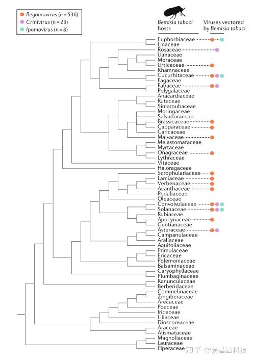 易基因：植物宏病毒组研究：植物病毒的进化与生态 | 顶刊综述
