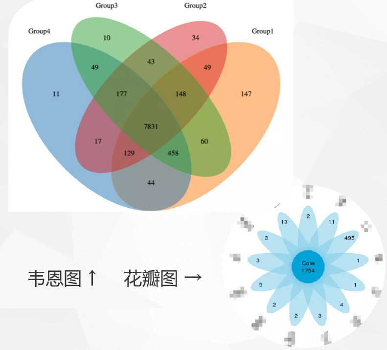 昇級版微生物16s測序報告|解讀
