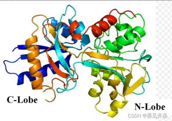 铁蛋白-AHLL纳米颗粒|人表皮生长因子-铁蛋白重链亚基纳米粒子(EGF-5Cys-FTH1)|铁蛋白颗粒包载氯霉素Chloramphenicol-Ferritin