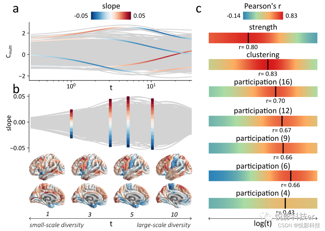 Multiscale communication in cortical-cortical networks