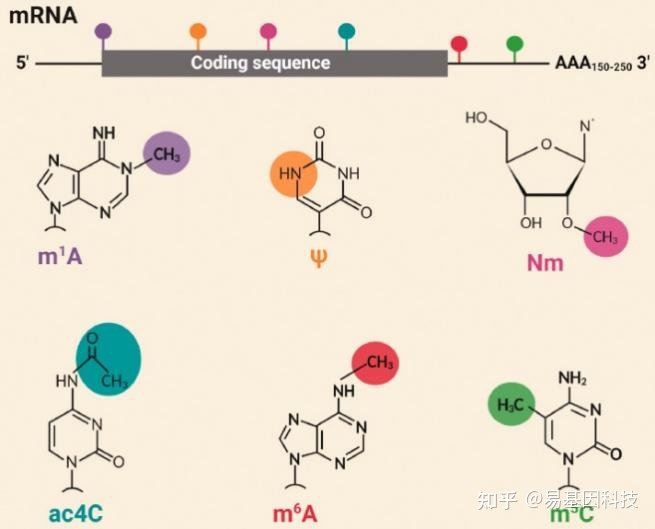 易基因｜深度综述：m6A RNA甲基化在大脑发育和疾病中的表观转录调控作用